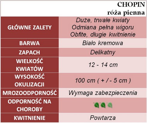 Chopin róże pienne gł. zal